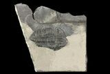 Huge Gravicalymene Trilobite - New York #14047-3